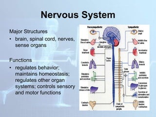 Nervous System
Major Structures
• brain, spinal cord, nerves,
sense organs
Functions
• regulates behavior;
maintains homeostasis;
regulates other organ
systems; controls sensory
and motor functions
 