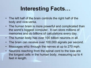 Interesting Facts…
• The left half of the brain controls the right half of the
body and vice-versa.
• The human brain is more powerful and complicated than
the world’s biggest computer. It can store millions of
memories and do billions of calculations every day.
• The human body has over 100 billion neurons in all.
• The brain can receive over 100,000 signals per second.
• Messages whiz through the nerves at up to 270 mph.
• Neurons reaching from the spinal cord to the toes are
the longest cells in the human body, measuring up to 4
feet in length.
 