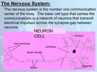 The Nervous System:
The nervous system is the number one communication
center of the body. The basic cell type that carries the
communications is a network of neurons that transmit
electrical impulses across the synapse-gap between
neurons.
Axon terminals
Nodes
Myelin Sheath
Cell Body
Nucleus
Dendrites
NEURON
CELL
 
