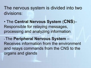 The nervous system is divided into two
divisions:
• The Central Nervous System (CNS)–
Responsible for relaying messages,
processing and analyzing information.
• The Peripheral Nervous System –
Receives information from the environment
and relays commands from the CNS to the
organs and glands
 