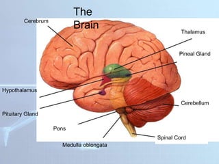 Cerebrum
Thalamus
Hypothalamus
Pituitary Gland
Pineal Gland
Cerebellum
Spinal Cord
Pons
Medulla oblongata
The
Brain
 