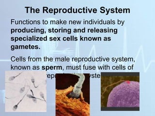 The Reproductive System
Functions to make new individuals by
producing, storing and releasing
specialized sex cells known as
gametes.
Cells from the male reproductive system,
known as sperm, must fuse with cells of
the female reproductive system, known as
eggs.
 