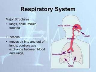 Respiratory System
Major Structures
• lungs, nose, mouth,
trachea
Functions
• moves air into and out of
lungs; controls gas
exchange between blood
and lungs
 