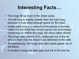 Interesting Facts…
• The lungs fill up most of the chest cavity.
• The left lung is slightly smaller than the right lung,
because it must allow enough space for the heart.
• Inside each lung is a network of thousands of tunnels
called the bronchial tree which branch into bronchioles
containing six million tiny bags (air sacs) called alveoli.
• The lungs take millions of O2 molecules out of the air
and put them into the blood to be delivered to the cells.
• Simultaneously, the lungs also take waste gases out of
the blood.
• A smoker’s lungs are dark gray and full of dirt and tar.
 