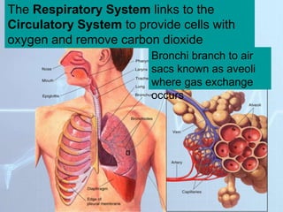 Section 37-3
Figure 37-13 The Respiratory System
Bronchi branch to air
sacs known as aveoli
where gas exchange
occurs
The Respiratory System links to the
Circulatory System to provide cells with
oxygen and remove carbon dioxide
 