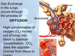 Alveoli
Bronchiole
Capillary
Section 37-3
Gas Exchange
in the lungs
occurs through
the process of
DIFFUSION
High concentration of
oxygen (O2) moves
out of lungs into
blood to balance
concentration. CO2
does the opposite
(moves from blood to
 