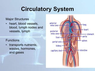 Circulatory System
Major Structures
• heart, blood vessels,
blood, lymph nodes and
vessels, lymph
Functions
• transports nutrients,
wastes, hormones,
and gases
 