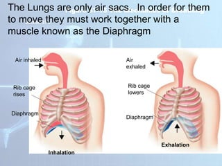 Air inhaled
Diaphragm
Rib cage
rises
Air
exhaled
Diaphragm
Rib cage
lowers
Inhalation
Exhalation
Section 37-3
Figure 37-15 The Mechanics of Breathing
The Lungs are only air sacs. In order for them
to move they must work together with a
muscle known as the Diaphragm
 