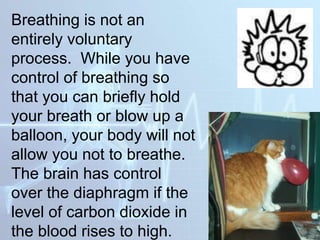 Breathing is not an
entirely voluntary
process. While you have
control of breathing so
that you can briefly hold
your breath or blow up a
balloon, your body will not
allow you not to breathe.
The brain has control
over the diaphragm if the
level of carbon dioxide in
the blood rises to high.
 