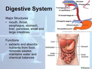 Digestive System
Major Structures
• mouth, throat,
esophagus, stomach,
liver, pancreas, small and
large intestines
Functions
• extracts and absorbs
nutrients from food;
removes wastes;
maintains water and
chemical balances
 