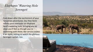 Elephants’ Watering Hole
Serengeti
Cool down after the excitement of your
Tanzanian adventures. Our free-form
infinity pool overlooks an elephant
herd’s watering hole; bringing you so
close you’ll feel as though you’re
swimming with them. Bar service makes
it an idyllic setting to watch the glorious
Serengeti sunset, too.
 