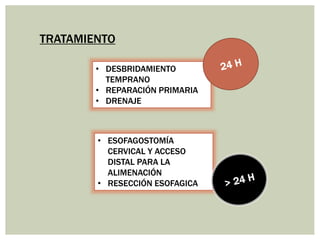 TRATAMIENTO
• DESBRIDAMIENTO
TEMPRANO
• REPARACIÓN PRIMARIA
• DRENAJE
• ESOFAGOSTOMÍA
CERVICAL Y ACCESO
DISTAL PARA LA
ALIMENACIÓN
• RESECCIÓN ESOFAGICA
 