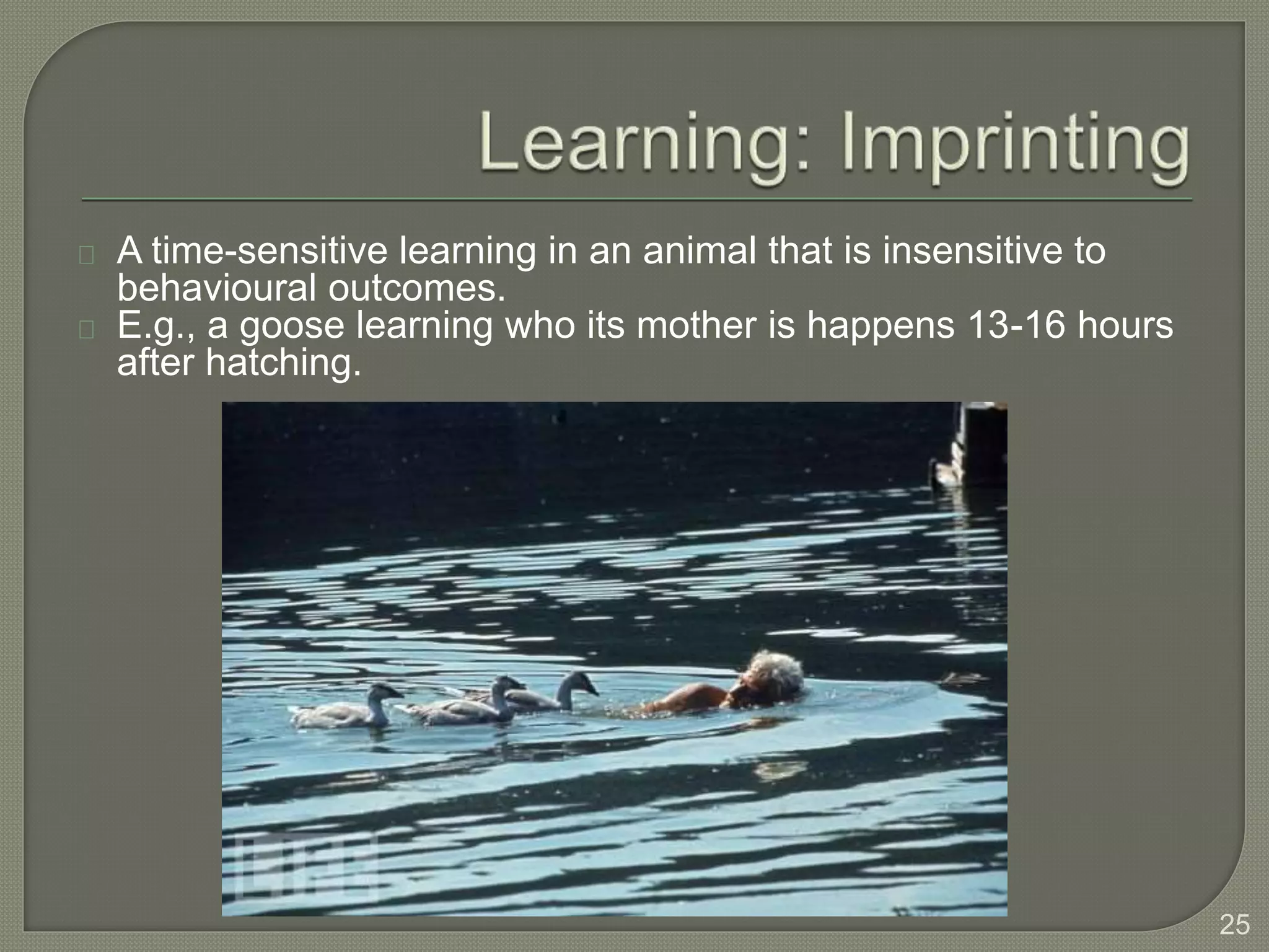 A time-sensitive learning in an animal that is insensitive to
behavioural outcomes.
E.g., a goose learning who its mother is happens 13-16 hours
after hatching.
25
 