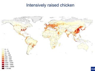 Modelling pig and poultry production systems: computational and conceptual challenges