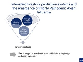Modelling pig and poultry production systems: computational and conceptual challenges