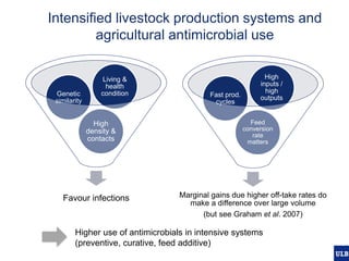 Modelling pig and poultry production systems: computational and conceptual challenges