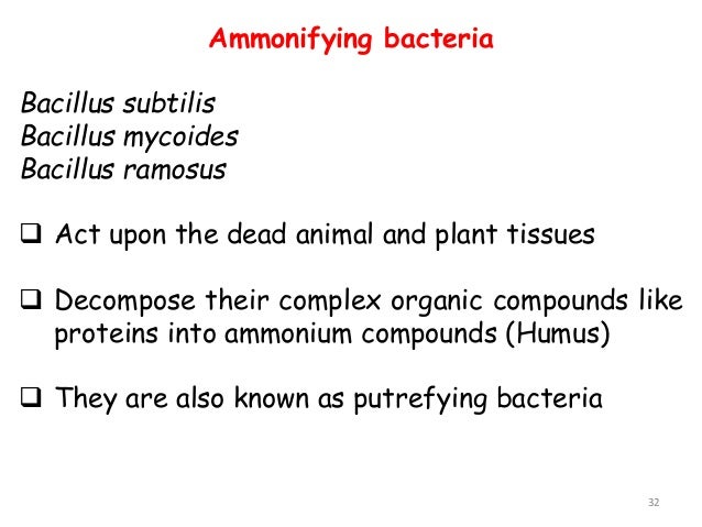 bacteria 2015 03 25 agb 12022 nitrifying bacteria convert to