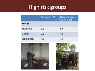 Wildlife-livestock-human interface: recognising drivers of disease