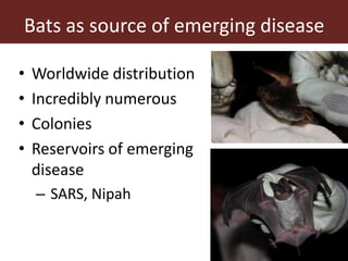 Wildlife-livestock-human interface: recognising drivers of disease