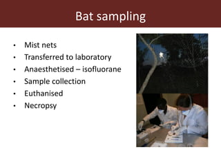 Wildlife-livestock-human interface: recognising drivers of disease