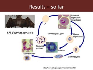 Wildlife-livestock-human interface: recognising drivers of disease