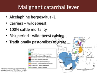 Wildlife-livestock-human interface: recognising drivers of disease