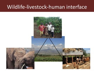 Wildlife-livestock-human interface: recognising drivers of disease