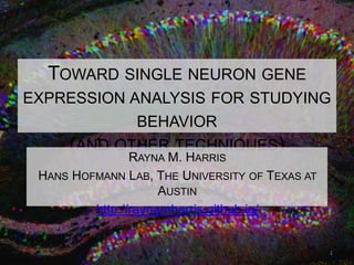 TOWARD SINGLE NEURON GENE
EXPRESSION ANALYSIS FOR STUDYING
BEHAVIOR
(AND OTHER TECHNIQUES)
RAYNA M. HARRIS
HANS HOFMANN LAB, THE UNIVERSITY OF TEXAS AT
AUSTIN
http://raynamharris.github.io/
1
 