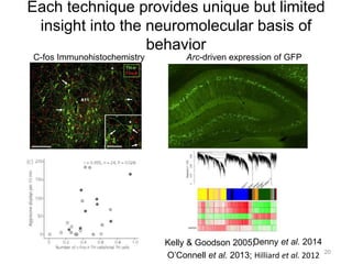 Each technique provides unique but limited
insight into the neuromolecular basis of
behavior
20
Kelly & Goodson 2005;
O’Co...