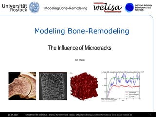 Modeling Bone-Remodeling
21.04.2015 1UNIVERSITÄT ROSTOCK | Institut für Informatik | Dept. Of Systems Biology and Bioinformatics | www.sbi.uni-rostock.de21.04.2015
Modeling Bone-Remodeling
The Influence of Microcracks
Tom Theile
 