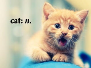 max brockbank | @biginSEO | Visibility IQ
 