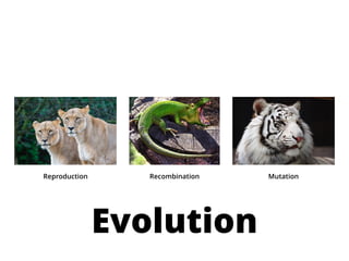 Evolution
Reproduction Recombination Mutation
 