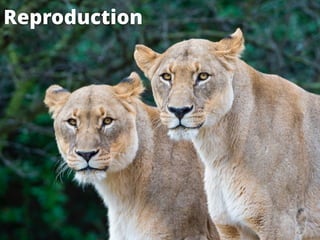 Reproduction
 