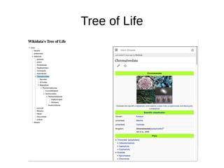 Tree of Life
 