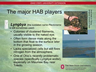 OHIO STATE UNIVERSITY EXTENSION
• Lyngbya (the outdated name Plectonema
is still sometimes used)
• Colonies of clustered filaments,
usually visible to the naked eye.
• Often form dense mats along the
bottom that float to the surface later
in the growing season.
• Lacks specialized cells but still fixes
nitrogen from the atmosphere.
• One of Ohio’s recently problematic
species (specifically Lyngbya wollei),
especially on Maumee Bay near
Toledo.
Photocredits:Dr.Thomas
Bridgeman,UniversityofToledo
The major HAB players
 
