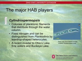 OHIO STATE UNIVERSITY EXTENSION
• Cylindrospermopsis
• Colonies of planktonic filaments
that distribute through the water
column.
• Fixes nitrogen and can be
distinguished from Planktothrix by
teardrop-shaped heterocytes.
• A recent invader to Ohio’s Lake
Erie waters and Buckeye Lake.
Photo credit: David Patterson and Bob
Andersen, Provasoli-Guillard Center
The major HAB players
 