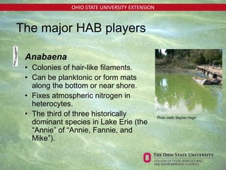 OHIO STATE UNIVERSITY EXTENSION
• Anabaena
• Colonies of hair-like filaments.
• Can be planktonic or form mats
along the bottom or near shore.
• Fixes atmospheric nitrogen in
heterocytes.
• The third of three historically
dominant species in Lake Erie (the
“Annie” of “Annie, Fannie, and
Mike”).
Photo credit: Stephen Hager
The major HAB players
 