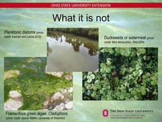 OHIO STATE UNIVERSITY EXTENSION
What it is not
Duckweeds or watermeal (photo
credit: Mick Micacchion, Ohio EPA)
Filamentous green algae: Cladophora
(photo credit: Sairah Malkin, University of Waterloo)
Planktonic diatoms (photo
credit: Kannan and Lenca 2012)
 