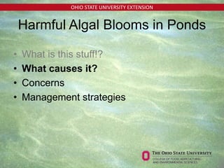 OHIO STATE UNIVERSITY EXTENSION
Harmful Algal Blooms in Ponds
• What is this stuff!?
• What causes it?
• Concerns
• Management strategies
 