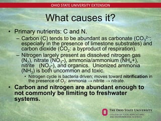 OHIO STATE UNIVERSITY EXTENSION
What causes it?
• Primary nutrients: C and N.
– Carbon (C) tends to be abundant as carbonate (CO3
2−:
especially in the presence of limestone substrates) and
carbon dioxide (CO2: a byproduct of respiration).
– Nitrogen largely present as dissolved nitrogen gas
(N2), nitrate (NO3-), ammonia/ammonium (NH4+),
nitrite (NO2-), and organics. Unionized ammonia
(NH3) is both uncommon and toxic.
• Nitrogen cycle is bacteria driven; moves toward nitrification in
the presence of O2: ammonia → nitrite → nitrate.
• Carbon and nitrogen are abundant enough to
not commonly be limiting to freshwater
systems.
 