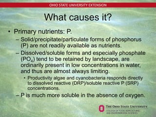 OHIO STATE UNIVERSITY EXTENSION
• Primary nutrients: P.
– Solid/precipitate/particulate forms of phosphorus
(P) are not readily available as nutrients.
– Dissolved/soluble forms and especially phosphate
(PO4) tend to be retained by landscape, are
ordinarily present in low concentrations in water,
and thus are almost always limiting.
• Productivity algae and cyanobacteria responds directly
to dissolved reactive (DRP)/soluble reactive P (SRP)
concentrations.
– P is much more soluble in the absence of oxygen.
What causes it?
 