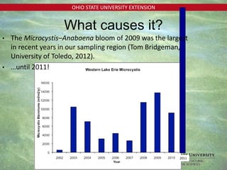 OHIO STATE UNIVERSITY EXTENSION
2011
• The Microcystis–Anabaena bloom of 2009 was the largest
in recent years in our sampling region (Tom Bridgeman,
University of Toledo, 2012).
• …until 2011!
What causes it?
 