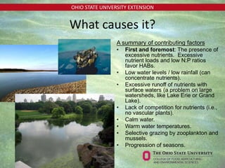 OHIO STATE UNIVERSITY EXTENSION
A summary of contributing factors
• First and foremost: The presence of
excessive nutrients. Excessive
nutrient loads and low N:P ratios
favor HABs.
• Low water levels / low rainfall (can
concentrate nutrients).
• Excessive runoff of nutrients with
surface waters (a problem on large
watersheds, like Lake Erie or Grand
Lake).
• Lack of competition for nutrients (i.e.,
no vascular plants).
• Calm water.
• Warm water temperatures.
• Selective grazing by zooplankton and
mussels.
• Progression of seasons.
What causes it?
 
