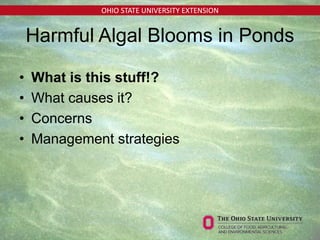 OHIO STATE UNIVERSITY EXTENSION
Harmful Algal Blooms in Ponds
• What is this stuff!?
• What causes it?
• Concerns
• Management strategies
 