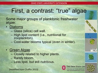 OHIO STATE UNIVERSITY EXTENSION
First, a contrast: “true” algae
Some major groups of planktonic freshwater
algae:
• Diatoms
– Glass (silica) cell wall.
– High lipid content (i.e., nutritional for
zooplankton).
– Cool-water blooms typical (even in winter).
• Green Algae
– Closely related to higher plants.
– Rarely bloom.
– Less lipid, but still nutritious.
(modified from Chaffin 2013)
 