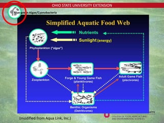 OHIO STATE UNIVERSITY EXTENSION
(modified from Aqua Link, Inc.)
(“algae”)
(energy)
Blue-green Algae/Cyanobacteria
 
