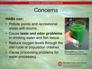 OHIO STATE UNIVERSITY EXTENSION
HABs can:
• Pollute ponds and recreational
areas with scums.
• Cause taste and odor problems
in drinking water and fish tissue.
• Reduce oxygen levels through the
diel cycle or population crashes.
• Cause processing problems for
water processing…
Concerns
Microcystis (photo credit: Dr.
Thomas Bridgeman, University of Toledo)
 