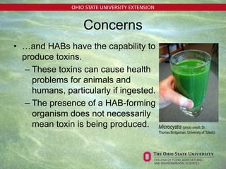 OHIO STATE UNIVERSITY EXTENSION
• …and HABs have the capability to
produce toxins.
– These toxins can cause health
problems for animals and
humans, particularly if ingested.
– The presence of a HAB-forming
organism does not necessarily
mean toxin is being produced. Microcystis (photo credit: Dr.
Thomas Bridgeman, University of Toledo)
Concerns
 