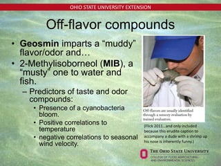 OHIO STATE UNIVERSITY EXTENSION
Off-flavor compounds
• Geosmin imparts a “muddy”
flavor/odor and…
• 2-Methylisoborneol (MIB), a
“musty” one to water and
fish.
– Predictors of taste and odor
compounds:
• Presence of a cyanobacteria
bloom.
• Positive correlations to
temperature
• negative correlations to seasonal
wind velocity.
(Flick 2011…and only included
because this erudite caption to
accompany a dude with a shrimp up
his nose is inherently funny.)
 