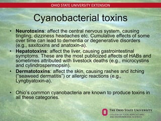 OHIO STATE UNIVERSITY EXTENSION
Cyanobacterial toxins
• Neurotoxins: affect the central nervous system, causing
tingling, dizziness headaches etc. Cumulative effects of some
over time can lead to dementia or degenerative disorders
(e.g., saxitoxins and anatoxin-a).
• Hepatotoxins: affect the liver, causing gastrointestinal
symptoms. These are the most publicized affects of HABs and
sometimes attributed with livestock deaths (e.g., microcystins
and cylindrospermopsin).
• Dermatotoxins: affect the skin, causing rashes and itching
(“seaweed dermatitis”) or allergic reactions (e.g.,
Lyngbyatoxin-a).
• Ohio’s common cyanobacteria are known to produce toxins in
all these categories.
 